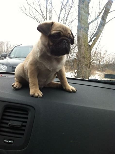 Baby Pug Goes For A Ride Pug Puppies Cute Dogs And Puppies Doggies