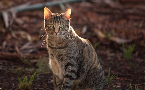 Feral Cats As Portion Time Animals Expertsguys