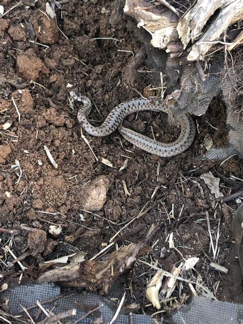 Found In My Flower Bed Today Help Identify Upstate Sc Snakes