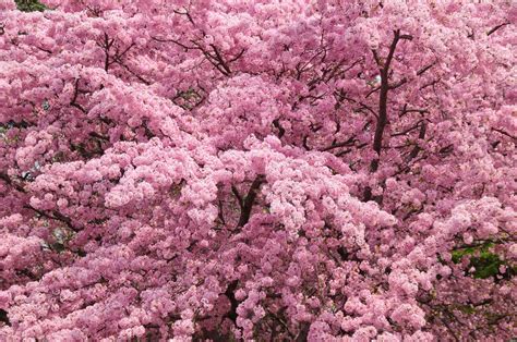 19 Trees And Shrubs From The Prunus Genus