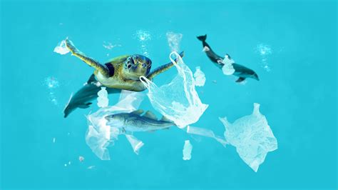 Wie Plastik Unsere Ozeane Bedroht