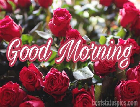 Check spelling or type a new query. Good Morning Love Images For WhatsApp DP Status [2021 ...