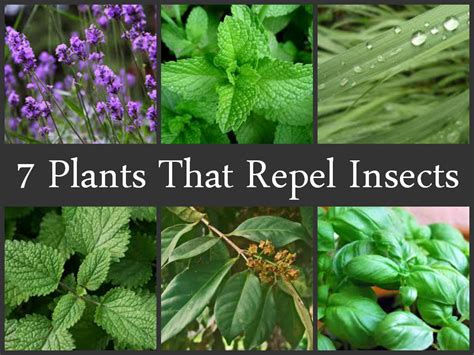 Plants That Repel Insects Ecogreenlove