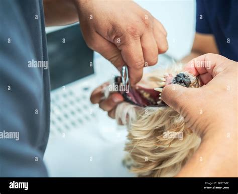 Dog dental procedure hi-res stock photography and images - Alamy