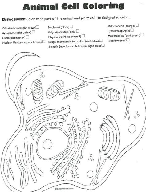 Animal Cell Coloring Worksheet Answer Key