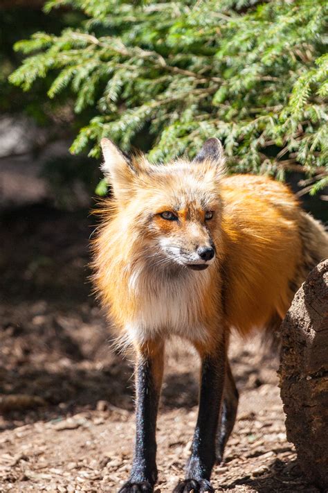 Free Images Wildlife Predator Fauna Red Fox Wild Animal