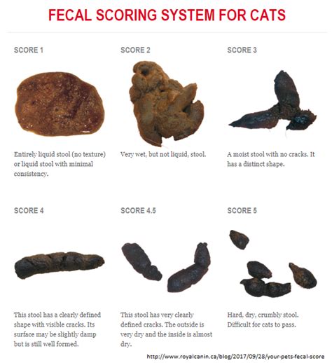 57 Top Pictures Cat Diarrhea Color Chart What Your Cats Poop Says