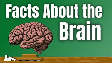 Facts About The Brain Lesson Video Youtube