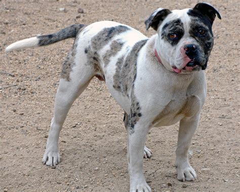 We are an established kennel that started back in 2009. Alapaha Blue Blood Bulldog Info, Temperament, Puppies ...