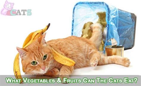 Can cats eat peanut butter? What Can Cats Eat: What Vegetables & Fruits Can Cats Eat ...