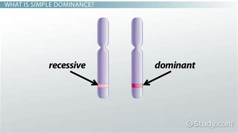 Simple Dominance: Definition & Concept - Video & Lesson Transcript