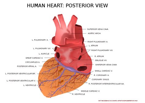 Heart Anatomy Posterior