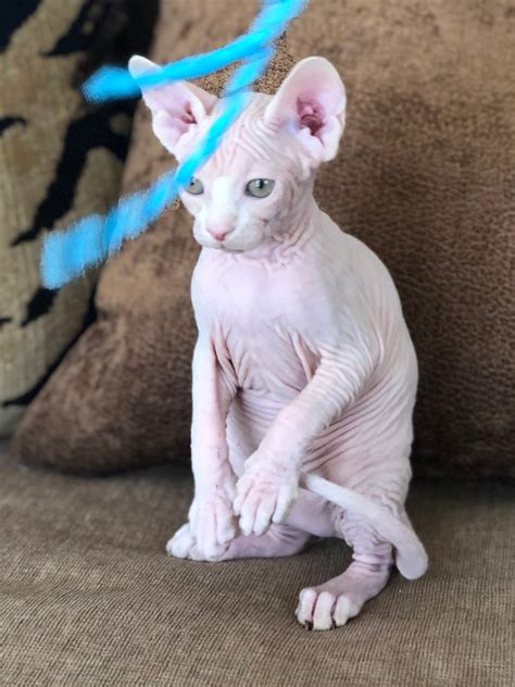Sphynx Sphynx Kitten Available Cats For Sale Price