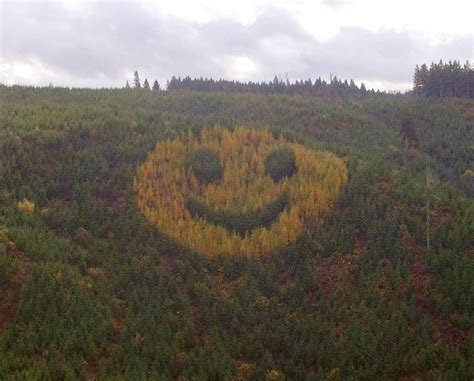 These Trees Planted In The Shape Of A Smiley Face That Reveal