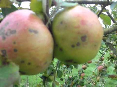 The optician in return may make you an emergency. Spots on my apples-a message to Joni Mitchell - YouTube