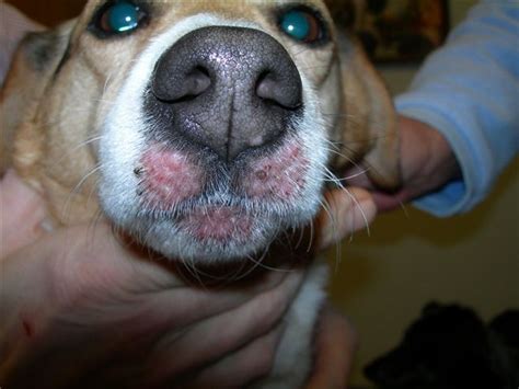 Facial Swelling In Dogs Dog Tooth Infection Veterinary Dentist Dale