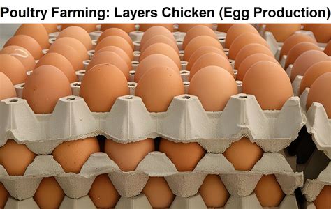 Poultry Farming Layers Chicken Egg Production