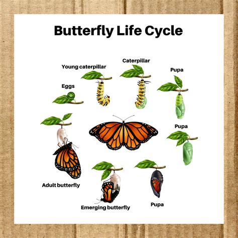Montessori Butterfly Life Cycle Material Montessori Etsy Uk