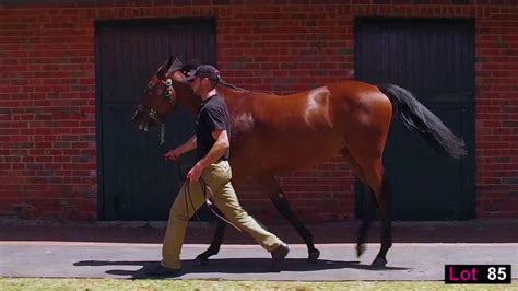Thoroughbreds movie reviews & metacritic score: Lot 85, Supreme Thoroughbreds, Melbourne Premier Yearling ...