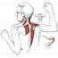 Do You Have Trapezius Muscle Spasm In Your Upper Back  SIMPLE BACK