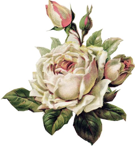 download pale pink rose vintage paper vintage floral vintage white vintage flowers png