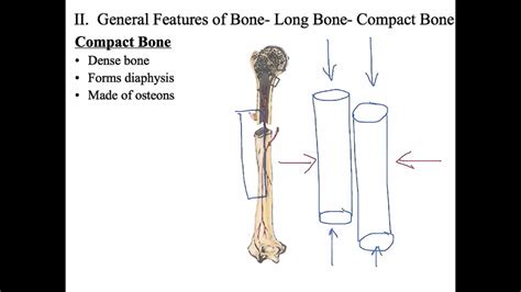 Types Of Bone Compact Vs Spongy Youtube