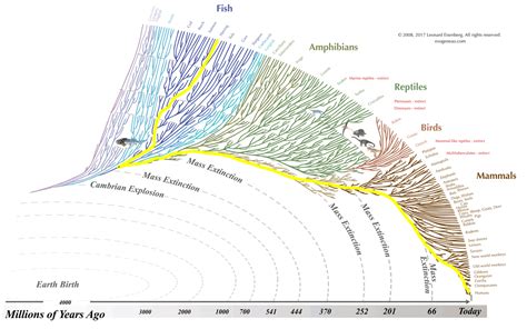 Evogeneao The Tree Of Life