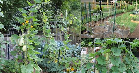 17 Fantastic Diy Squash Trellis Ideas Balcony Garden Web