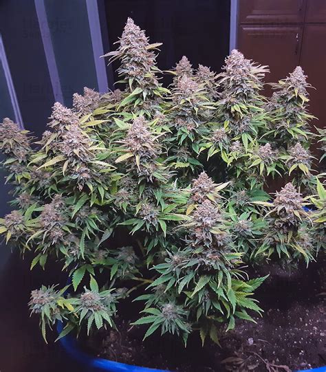 Buy Critical Super Silver Haze feminized seeds by Delicious Seeds