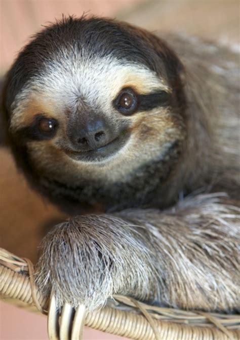 17 Best Images About Sloth On Pinterest Sloth Tattoo Sloths Facts