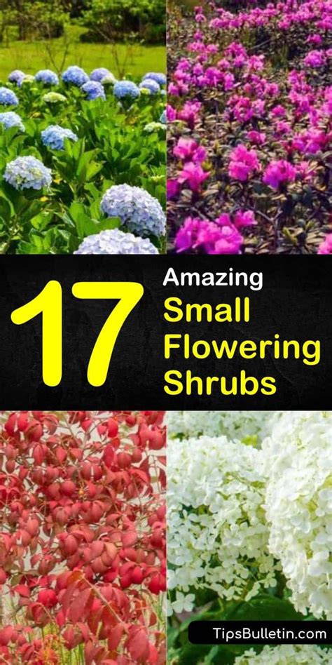 17 Amazing Small Flowering Shrubs Artofit