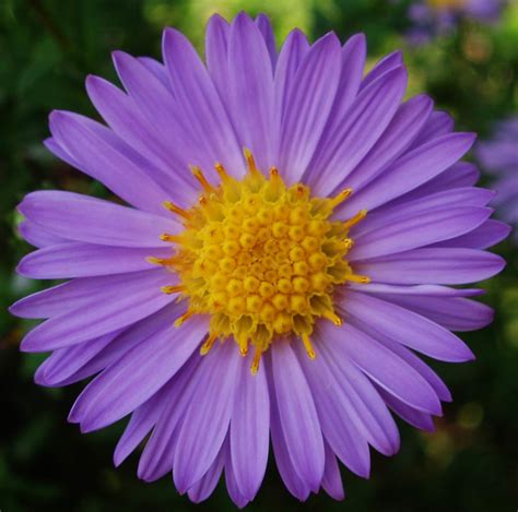 Purple Petals Yellow Centre Astracea Aster