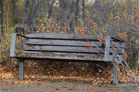 Free Images Tree Nature Wood Bench Leaf Fall Seating Seat Old