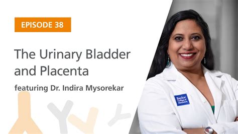 The Urinary Bladder And Placenta Featuring Dr Indira Mysorekar The Immunology Podcast Youtube