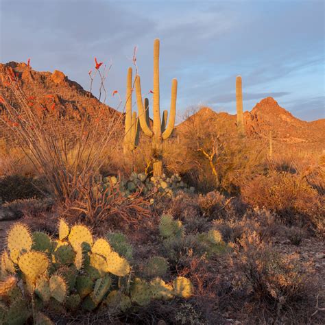 Desert Sunset Saguaro And Ocotillo Tucson Arizona