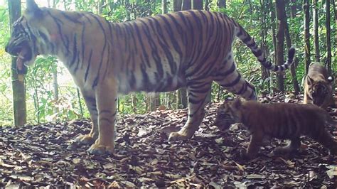 Potret Menggembirakan Keluarga Harimau Sumatera Bercengkerama Di Hutan