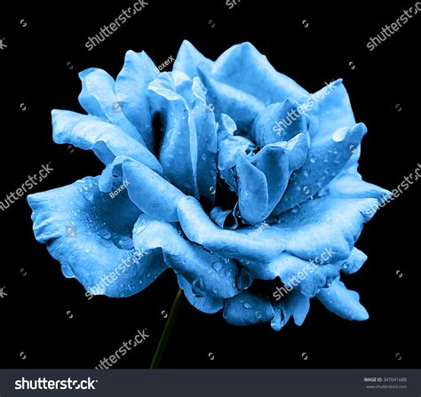 Natural Blue Rose Flower Isolated On Stock Photo 347641688 Shutterstock