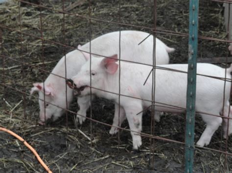 Omache Farm Pigs