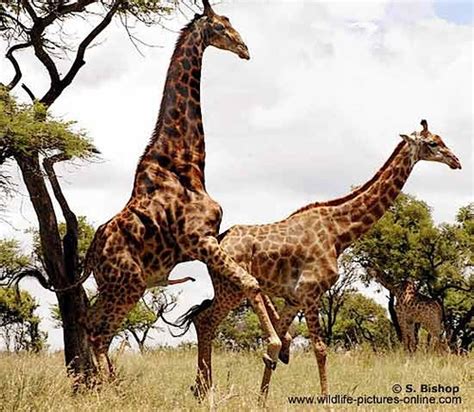 Pictures Of Giraffes Mating Giraffe Pair Mating Giraffe