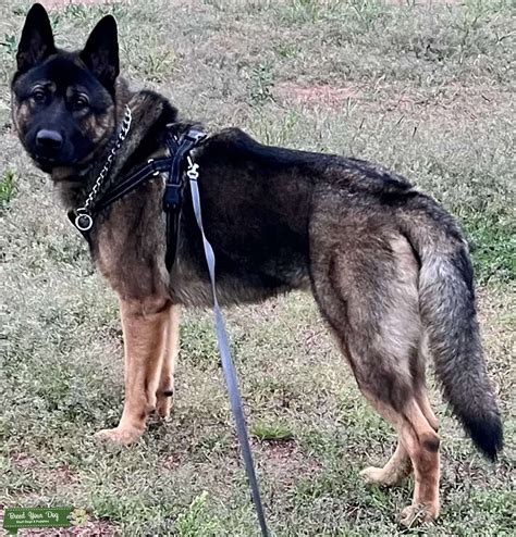 Male Akita Shepherd Stud Dog In Wisconsin The United States Breed