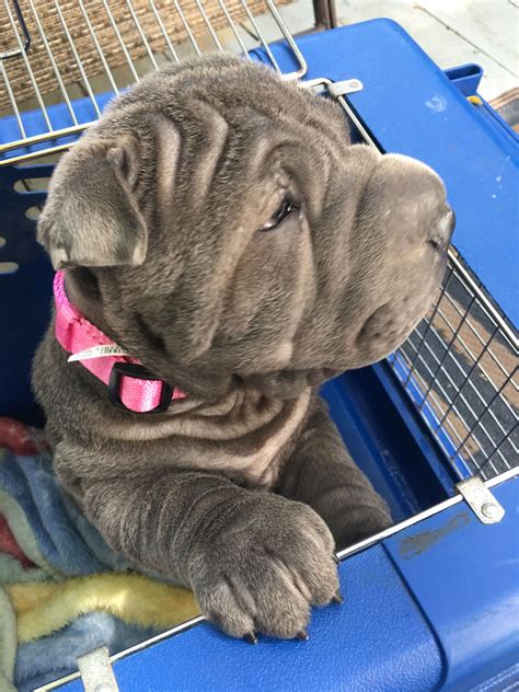 Cute Baby Blue Shar Pei Blue Shar Pei Cute Babies Shar Pei