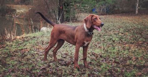 Redbone Coonhound Dog Breed Complete Guide A Z Animals