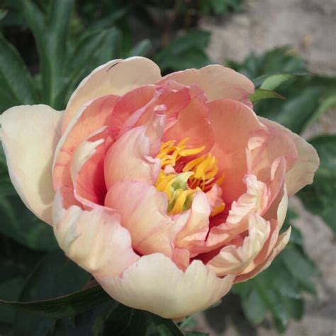 Bloomsz 1 Pack Peonia 1 In The Perennials Department At