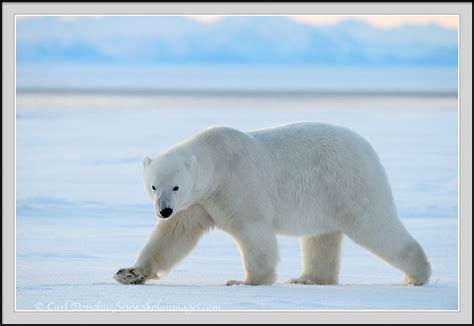 Polar Bear Photo Walking Across Frozen Tundra Anwr Alaska Polar Bears