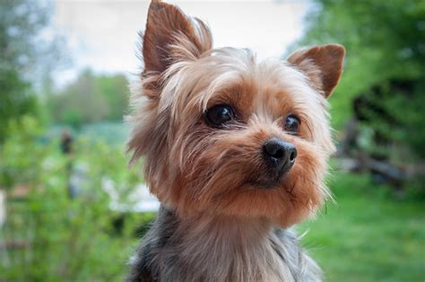 How Much Does A Yorkie Puppy Cost The Pet Town