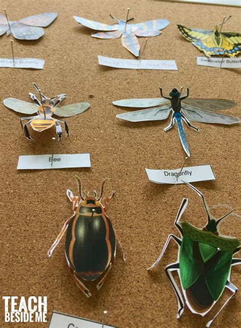 Printable Paper Insect Display Teach Beside Me