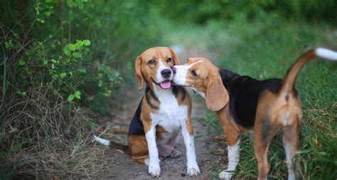 Beagle Dog Breed Essential Facts Temperament And Care Info