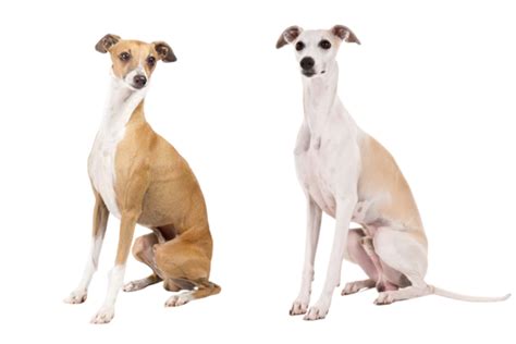 How To Tell The Difference Italian Greyhound Whippet Vlrengbr