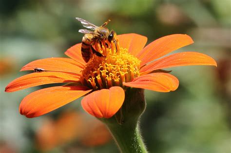 10 flowers that attract bees to your garden. Connecticut Garden Journal: Growing Plants for Bees ...