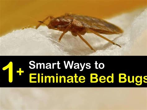 How To Get Rid Of Bed Bugs In One Day Home Remedies